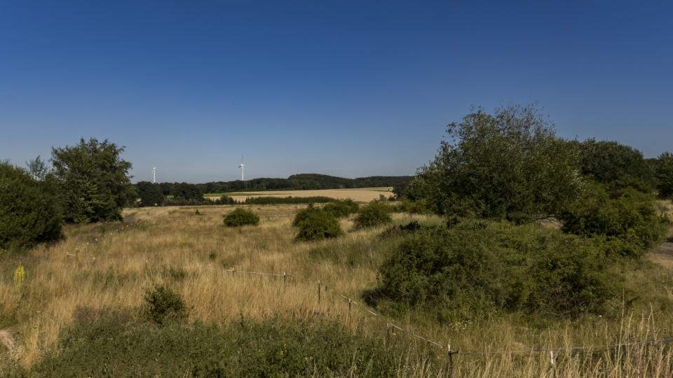 Blick auf eine Wiesenlandschaft. Im Hintergrund stehen zwei Windräder.